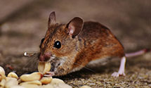 24 Hour & Emergency Exterminators in Warren, PA